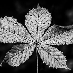 Herbstblatt BW (1 von 1).JPG