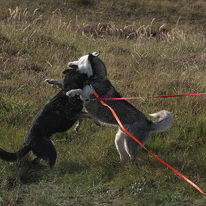 Texel 2021-096.jpg