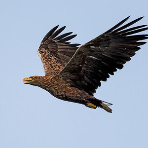 D50_5200_Seeadler_IBA über Hörstener See_9_2021.jpg