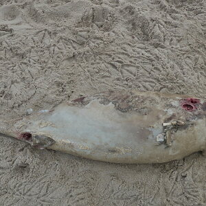 Texel 2021-144.jpg