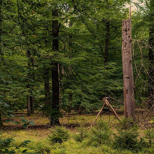 Lüßwald 1 (1 von 1).JPG