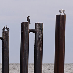 _9200776KAxl.jpg