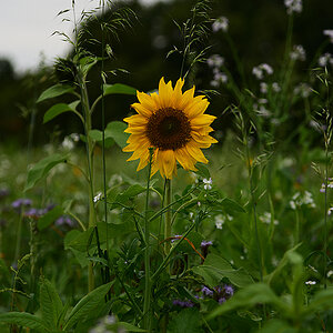 811_7927at0l5fks70p1.jpg