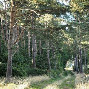 Hämelheide.jpg
