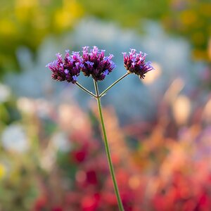 Bunt