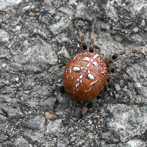 Rote Spinne Brocken.jpg