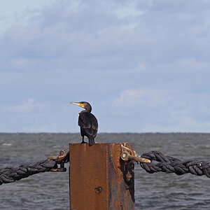 _9170533Pxl.jpg
