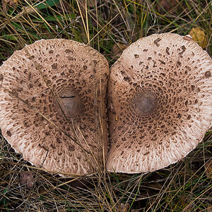 Siamesische Parasole (1 von 1).JPG