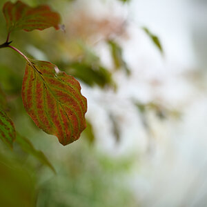 Voigt. 40 f2,5.jpg