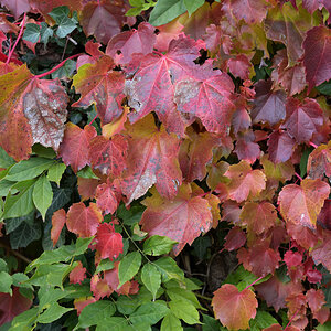 DSC_0233a.JPG