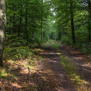 Lüßwald 2 (1 von 1).JPG