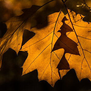 goldener Oktober 2 (1 von 1).JPG