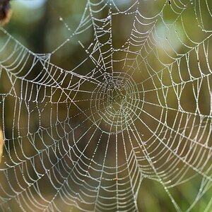 Herbstgebilde