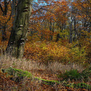 D85_5784x.jpg
