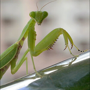 comp_Mantis1.jpg
