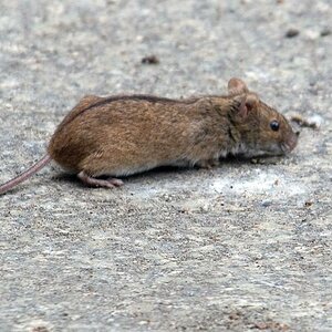 Brandmaus
