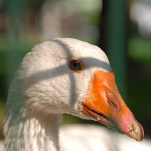 Gans - ganz in Gedanken bei Weihnachten
DSC 8804