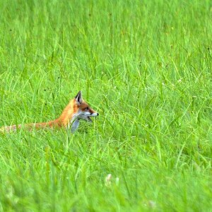 Fuchs