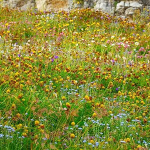 Bergblumenwiese