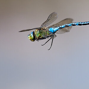 Libelle Flug
