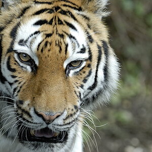 20090814 124125 Hellabrunn