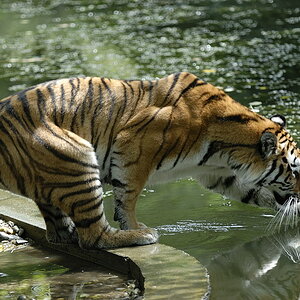 20090814 135219 Hellabrunn