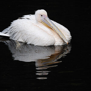 20090814 161136 Hellabrunn