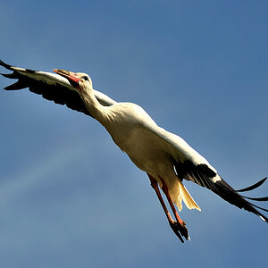 Storchenflug Naturzoo Rheine