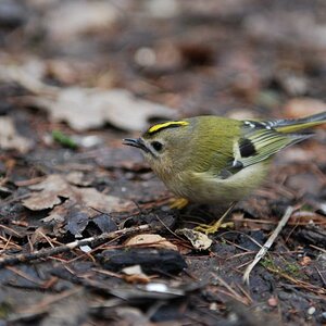 Wintergoldhähnchen