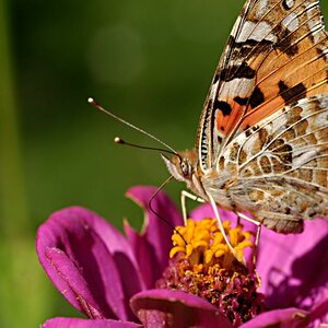 schmetterling 07 2009