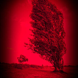 pappel.rot