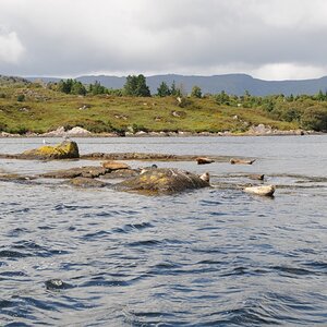 Seals at Garinish Island