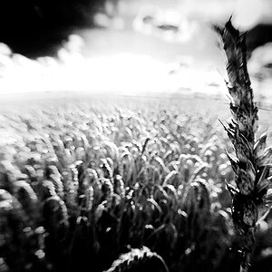 2009 07 28 SWW Lensbabies D7C 5584 sw