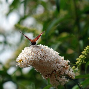 zSchmetterling