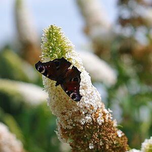 zSchmetterling(sflieder)