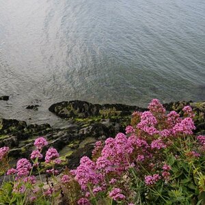 Bray