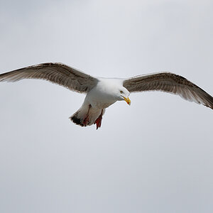 Eismöwe, Farne Isle