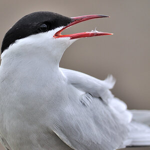 Küsten-Seeschwalbe, Farne Isle