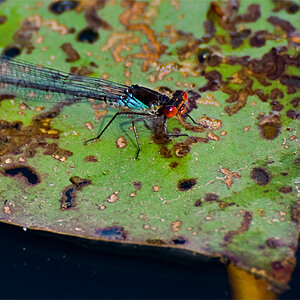 Libelle1 klein