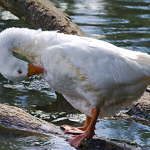 Wasservogel 9 klein