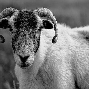 Exmoor (Devon)