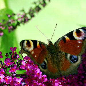 schmetterling