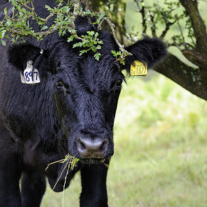 Exmoor (Devon)