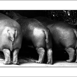 Hippopopo
Zoo Köln
