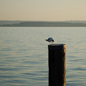 Möwe Bodensee