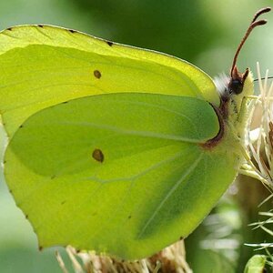 Am Hackensee, Schmetterling 2
