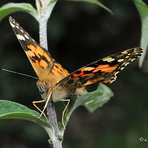 comp DSC 6025