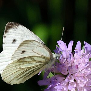 Am Hackensee, Schmetterling weiss
