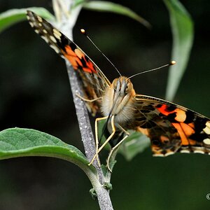 comp DSC 6026