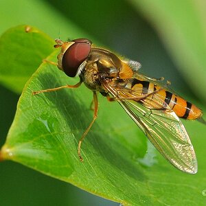 comp DSC 4339